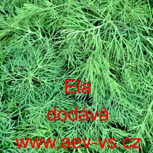 Kopr vonn&yacute; Ella