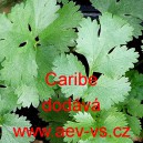 Koriandr set&yacute; naťov&yacute; Caribe