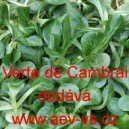 Kozl&iacute;ček poln&iacute;ček Verte de Cambrai