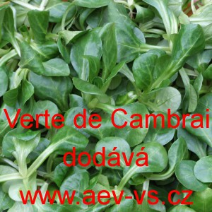 Kozl&iacute;ček poln&iacute;ček Verte de Cambrai