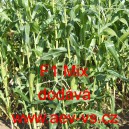 Kukuřice cukrov&aacute; hybridn&iacute; F1 Mix