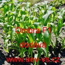 Kukuřice cukrov&aacute; hybridn&iacute; Ombra F1