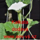 Lagen&aacute;rie Kalkata