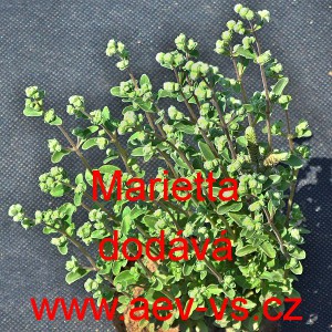 Major&aacute;nka zahradn&iacute; Marietta