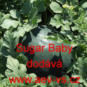 Meloun vodn&iacute; Sugar Baby