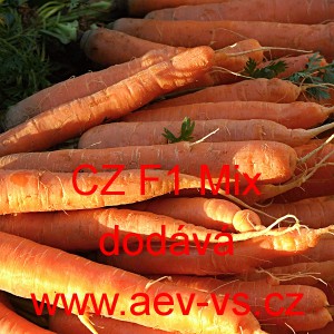 Mrkev obecn&aacute; hybridn&iacute; velmi ran&aacute; až ran&aacute; CZ F1 Mix