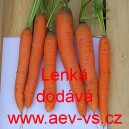 Mrkev obecn&aacute; Lenka