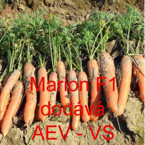 Mrkev obecn&aacute; hybridn&iacute; Marion F1