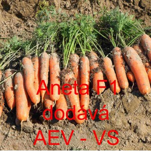Mrkev obecn&aacute; hybridn&iacute; Aneta F1