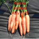 Mrkev obecn&aacute; Korina