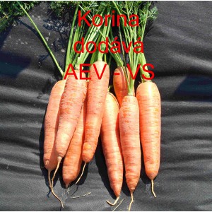 Mrkev obecn&aacute; Korina