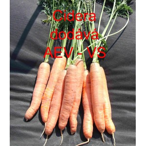 Mrkev obecn&aacute; Cidera
