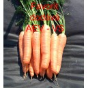 Mrkev obecn&aacute; Favorit