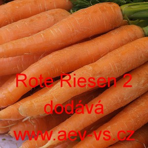 Mrkev obecn&aacute; Rote Riesen 2