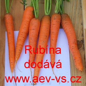 Mrkev obecn&aacute; Rub&iacute;na