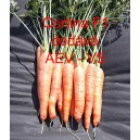 Mrkev obecn&aacute; hybridn&iacute; Cortina F1