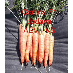 Mrkev obecn&aacute; hybridn&iacute; Cortina F1