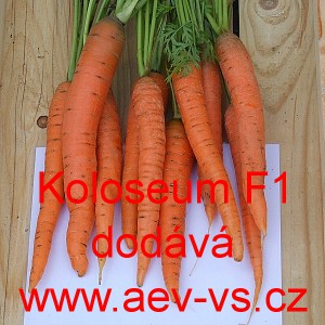 Mrkev obecn&aacute; hybridn&iacute; Koloseum F1