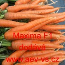 Mrkev obecn&aacute; hybridn&iacute; Maxima F1