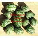Okurka mexick&aacute; Mexican Sandia