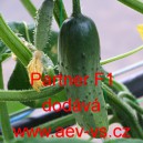 Okurka set&aacute; nakl&aacute;dačka hybridn&iacute; partenokarpick&aacute; Partner F1