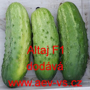 Okurka set&aacute; nakl&aacute;dačka hybridn&iacute; Altaj F1