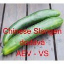 Okurka set&aacute; sal&aacute;tov&aacute; č&iacute;nsk&aacute; Chinese Slangen