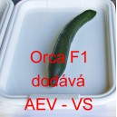 Okurka set&aacute; sal&aacute;tov&aacute; hybridn&iacute; "hadovka" do sklen&iacute;ku Orca F1