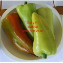 Paprika ročn&iacute; zeleninov&aacute; hybridn&iacute; p&aacute;liv&aacute; Ostry F1