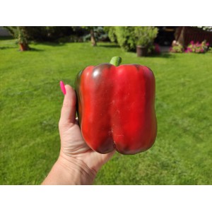 Paprika ročn&iacute; zeleninov&aacute; hybridn&iacute; Balta F1  Novinka