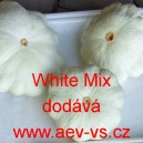 Patizon (Tykev obecn&aacute;) White Mix