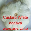 Patizon (Tykev obecn&aacute;) Custard White