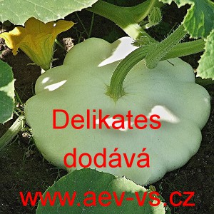 Patizon (Tykev obecn&aacute;) Delikates
