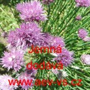 Pažitka pobřežn&iacute; Jemn&aacute;