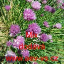 Pažitka pobřežn&iacute; k rychlen&iacute; i do truhl&iacute;ku Mix