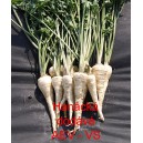 Petržel kořenov&aacute; Han&aacute;ck&aacute;