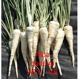 Petržel kořenov&aacute; Alba