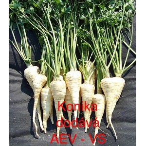 Petržel kořenov&aacute; Konika