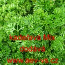 Petržel naťov&aacute; kadeřav&aacute; Mix