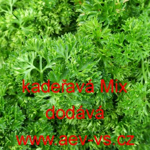Petržel naťov&aacute; kadeřav&aacute; Mix