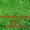 Petržel naťov&aacute; kadeřav&aacute; Mooskrause 2/Petra