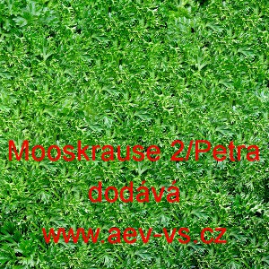 Petržel naťov&aacute; kadeřav&aacute; Mooskrause 2/Petra