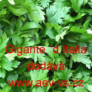 Petržel naťov&aacute; hladkolist&aacute; Gigante &acute;d Italia