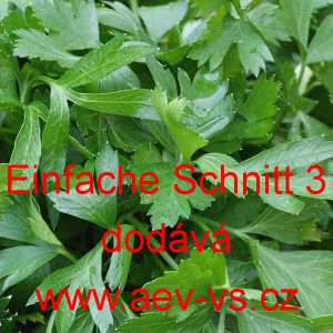 Petržel naťov&aacute; hladkolist&aacute; Einfache Schnitt 3