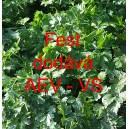 Petržel naťov&aacute; hladkolist&aacute; Fest