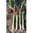 P&oacute;r zahradn&iacute; Starozagorski kamu&scaron;