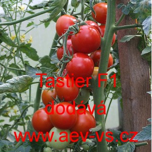 Rajče tyčkov&eacute; hybridn&iacute; Tastier F1