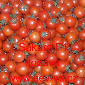 Rajče tyčkov&eacute; hybridn&iacute; Sakura F1