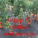 Rajče tyčkov&eacute; hybridn&iacute; Uragan F1