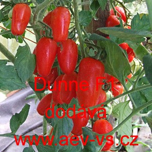 Rajče tyčkov&eacute; hybridn&iacute; Dunne F1